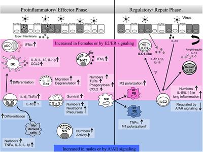 Frontiers | Sex Hormones Regulate Innate Immune Cells And Promote Sex ...